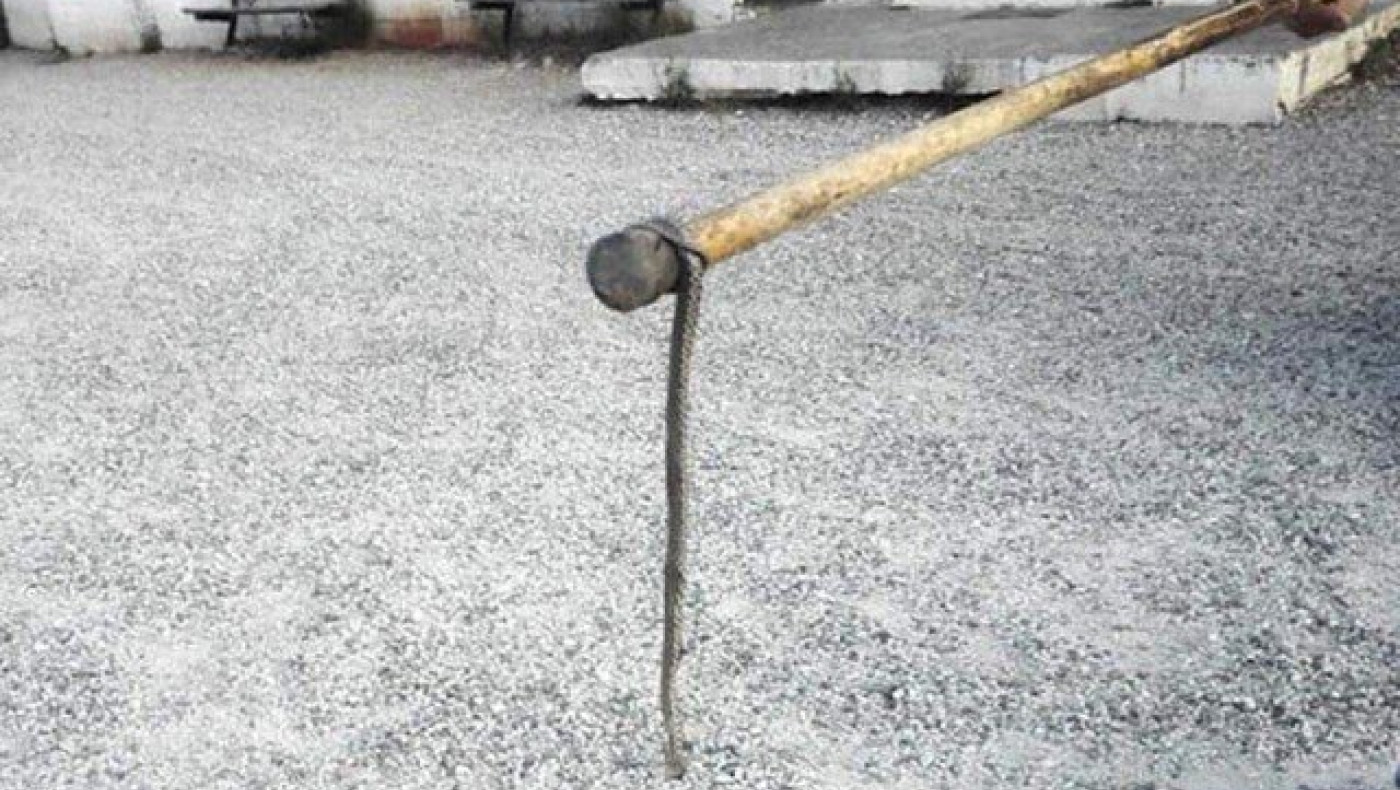 Φίδι αναστάτωσε ψηφοφόρους σε εκλογικό τμήμα (ΦΩΤΟ)