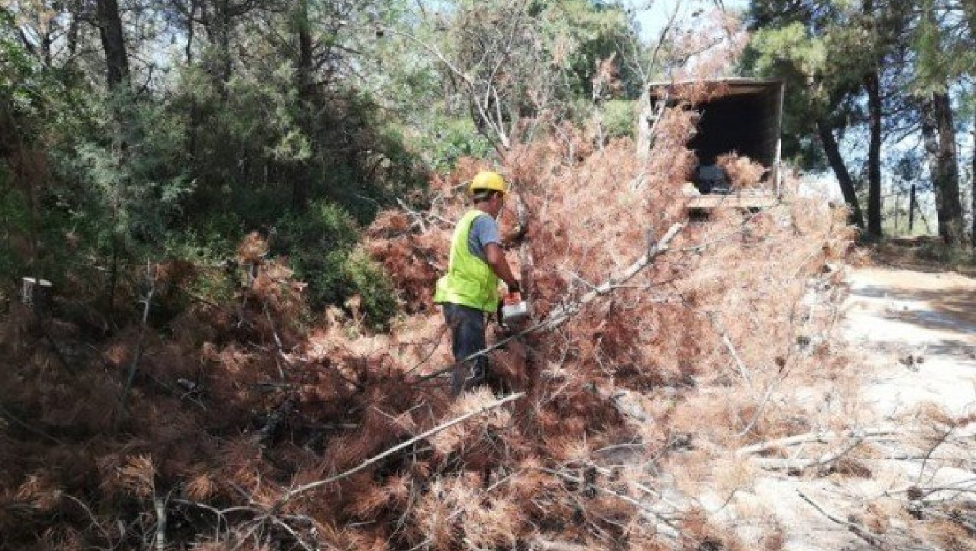 Από το Νέο Ρύσιο ξεκίνησαν οι εργασίες για το φλοιοφάγο έντομο