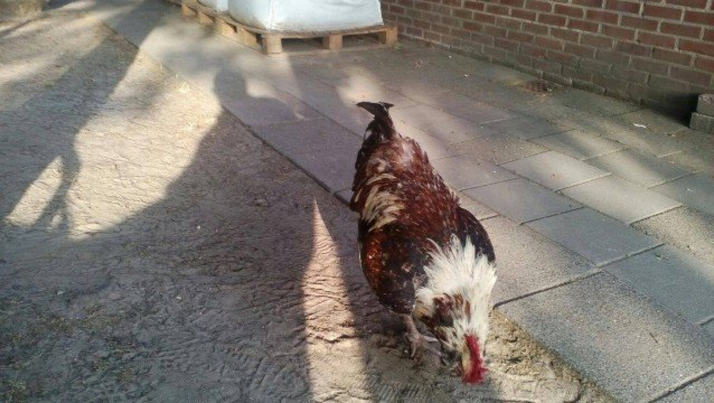 ΑΠΙΣΤΕΥΤΟ: Ο Ζαϊρης μιλά με κόκορα και τον ονειρεύεται στο πιάτο του