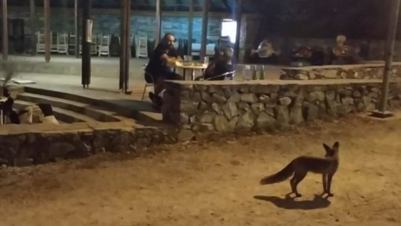 Μία μικρή αλεπού βολτάρει... στη Θεσσαλονίκη! (ΒΙΝΤΕΟ)