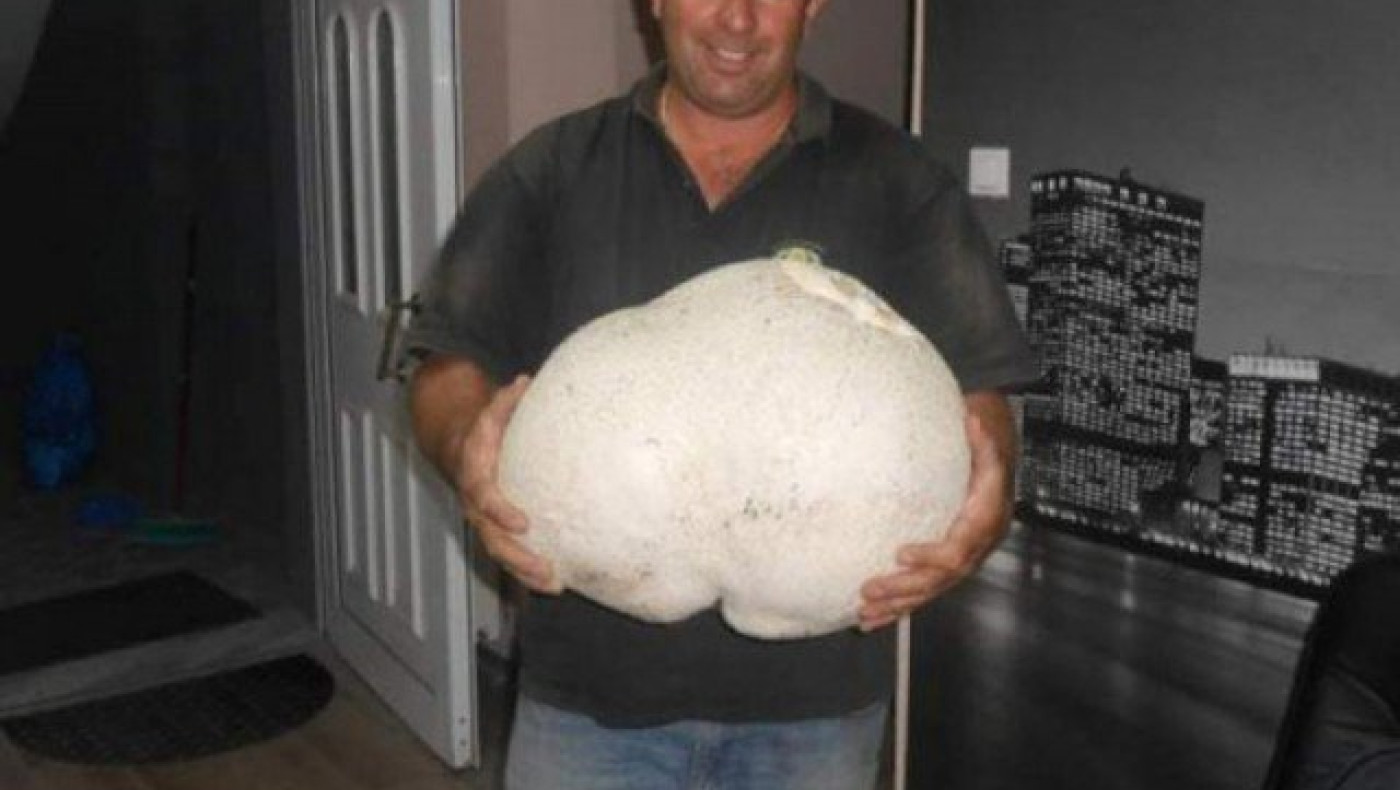 Γρεβενά: Συλλέκτης μανιταριών εντόπισε μανιτάρι βάρους 11 κιλών!