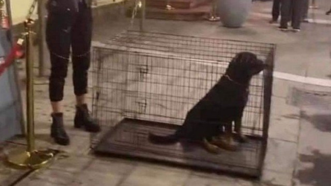 Θεσσαλονίκη: Club έβαλε σκυλιά σε κλουβιά προκαλώντας αντιδράσεις