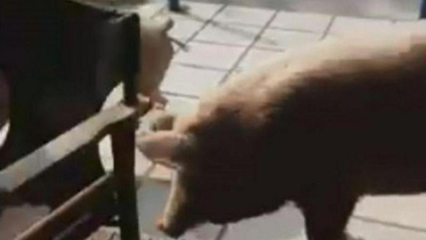 «Ντου» από γουρούνια σε καφετέρια στη Θεσσαλονίκη (vid)