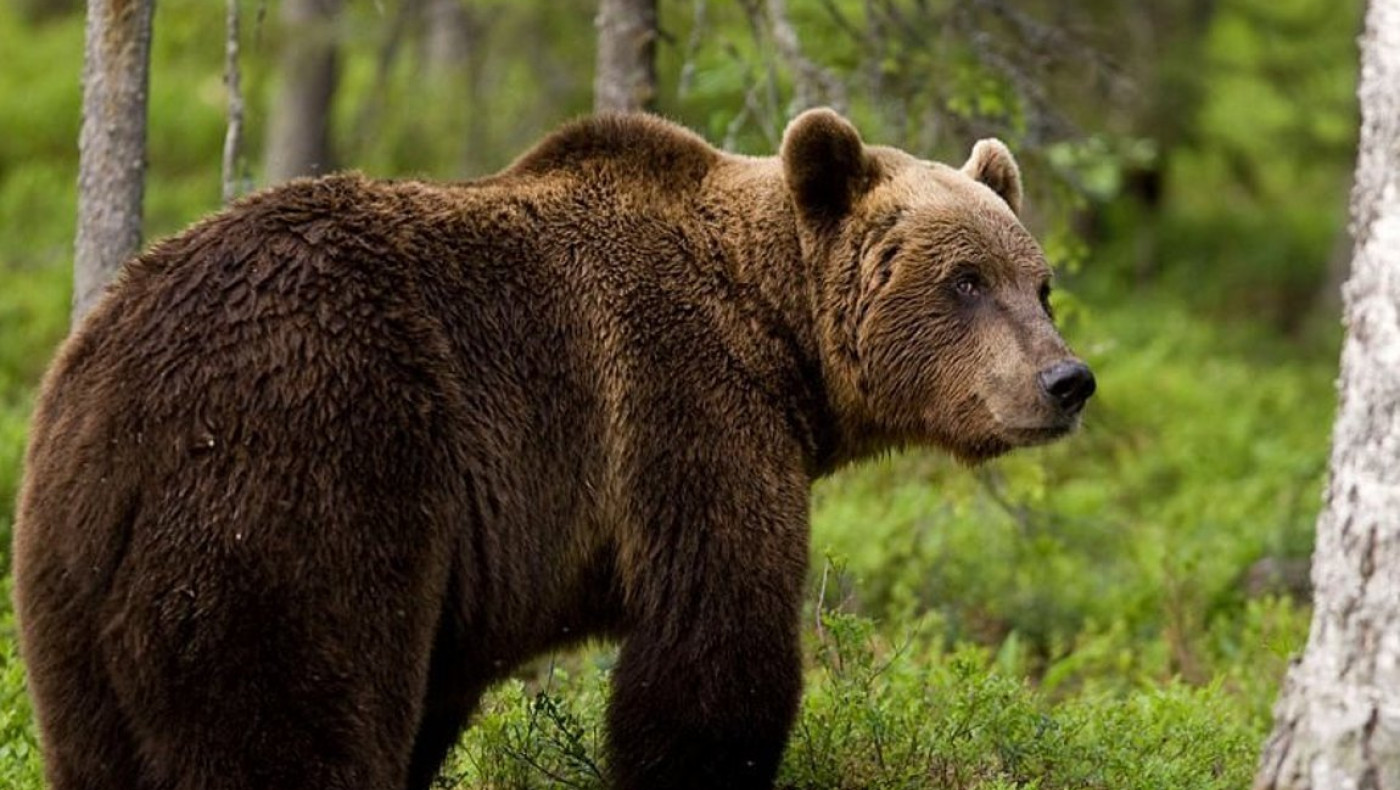 Καστοριά: Οδηγός τραυματίστηκε από...σύγκρουση με αρκούδα!