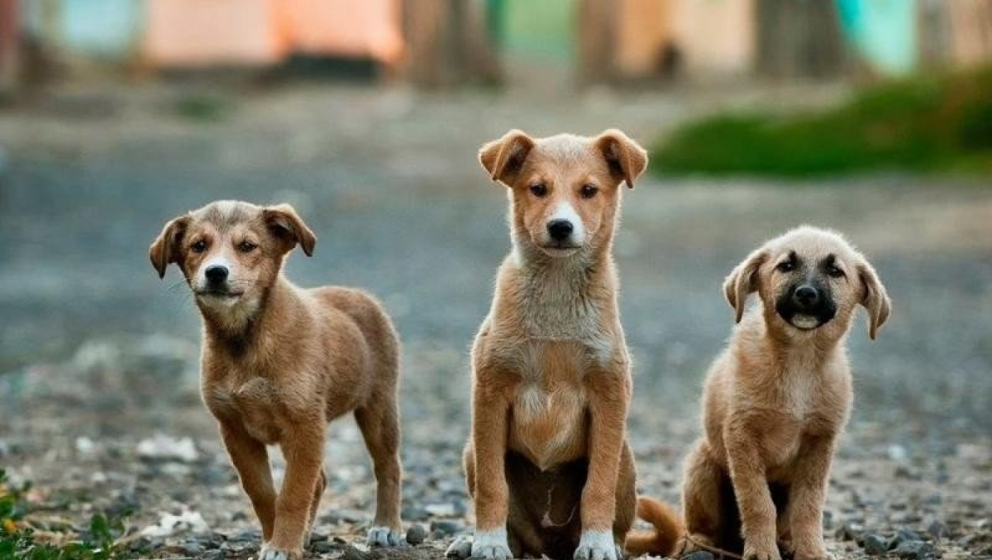 Θεσσαλονίκη: Σχέδιο για δημοτικό κτηνιατρείο και ασθενοφόρο ζώων