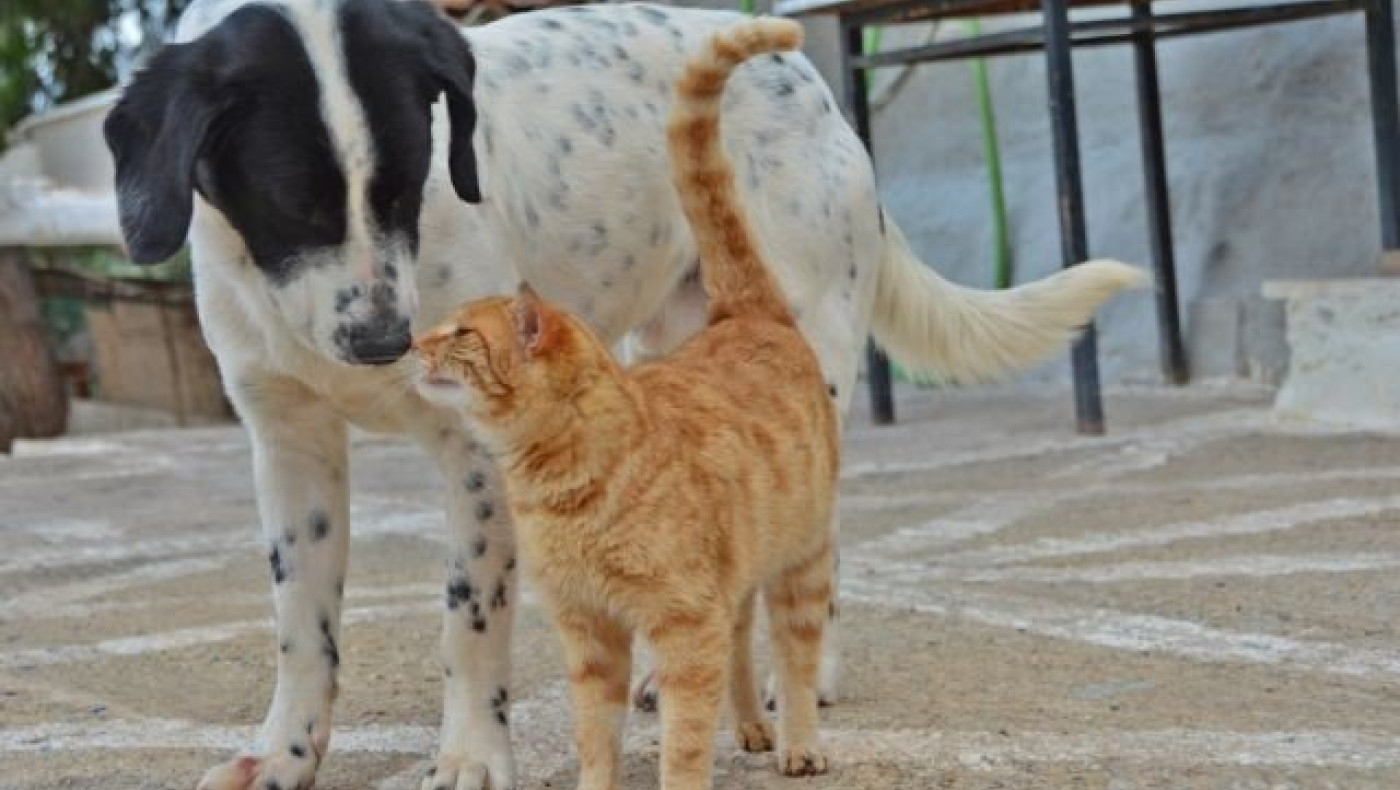 Στα σκαριά καταφύγιο αδέσποτων ζώων στη Θεσσαλονίκη