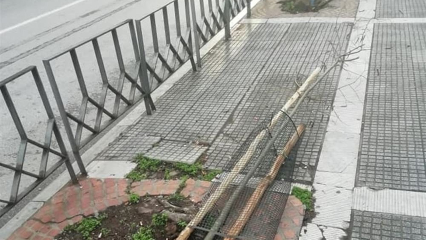 Ξερίζωσαν δένδρα στο κέντρο της Θεσσαλονίκης
