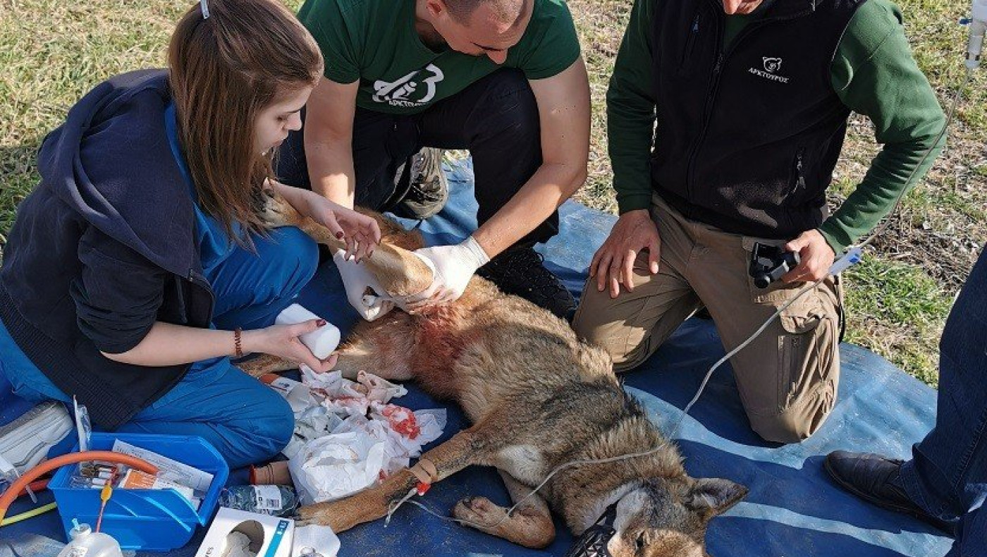 Η διάσωση της λύκαινας που παγιδεύτηκε σε χωριό της Θεσσαλονίκης