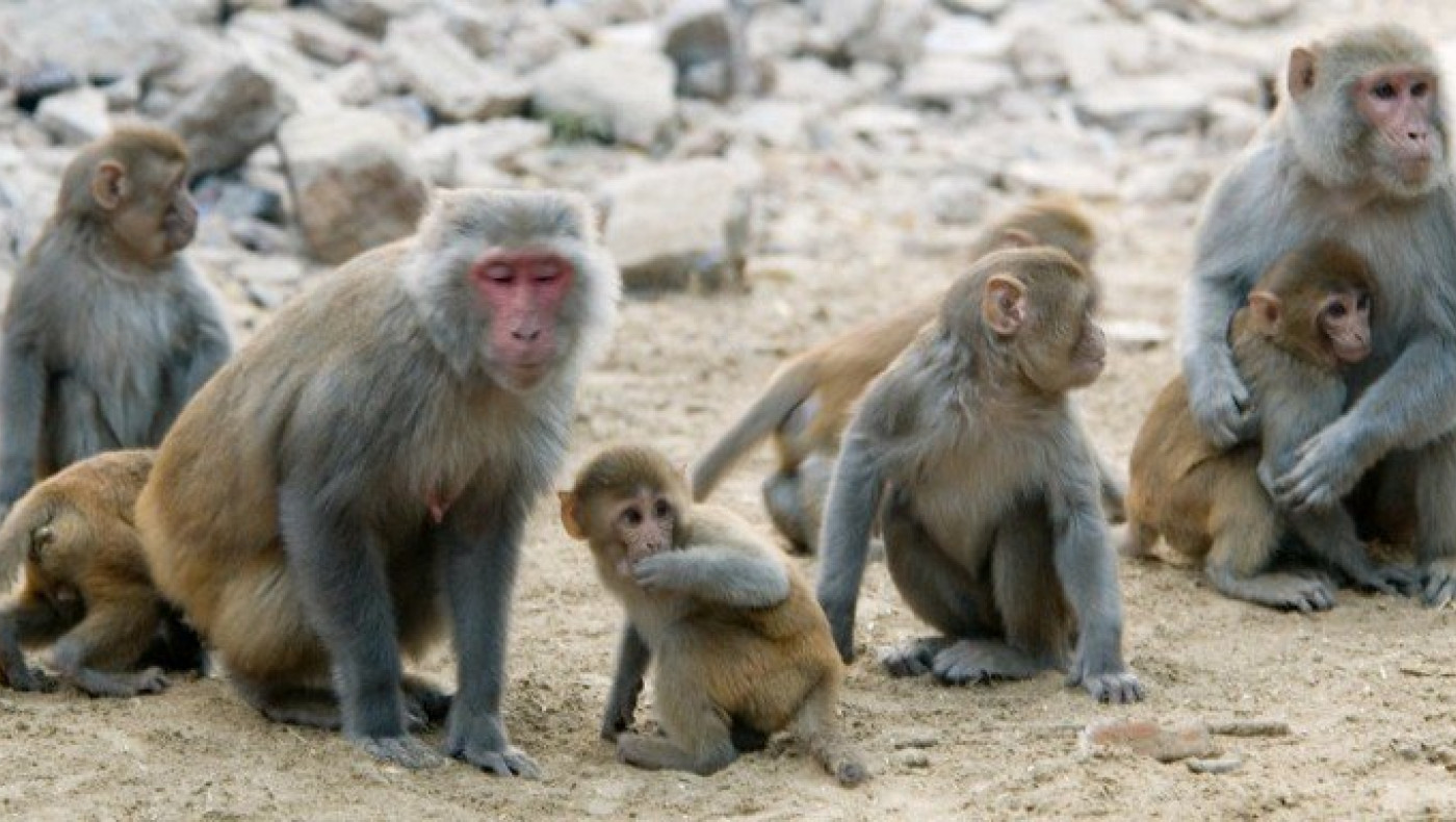 Κινέζοι επιστήμονες: «Πίθηκοι που πέρασαν μια φορά κορωνοϊό, τη δεύτερη δε μολύνθηκαν»