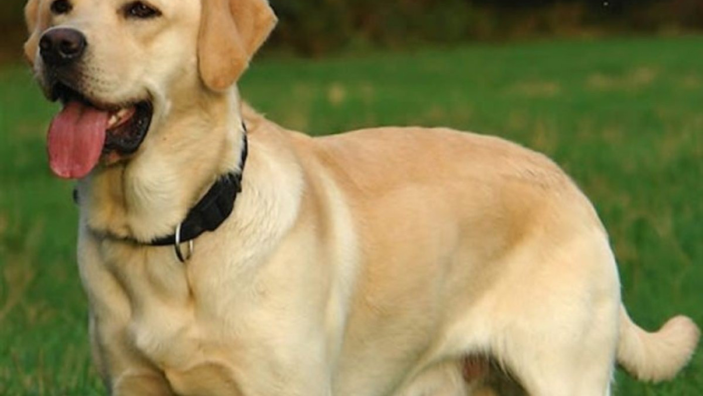 Το Μαρόκο σχεδιάζει την θανάτωση 3 εκατ. αδέσποτων σκύλων ενόψει του Μουντιάλ 2030