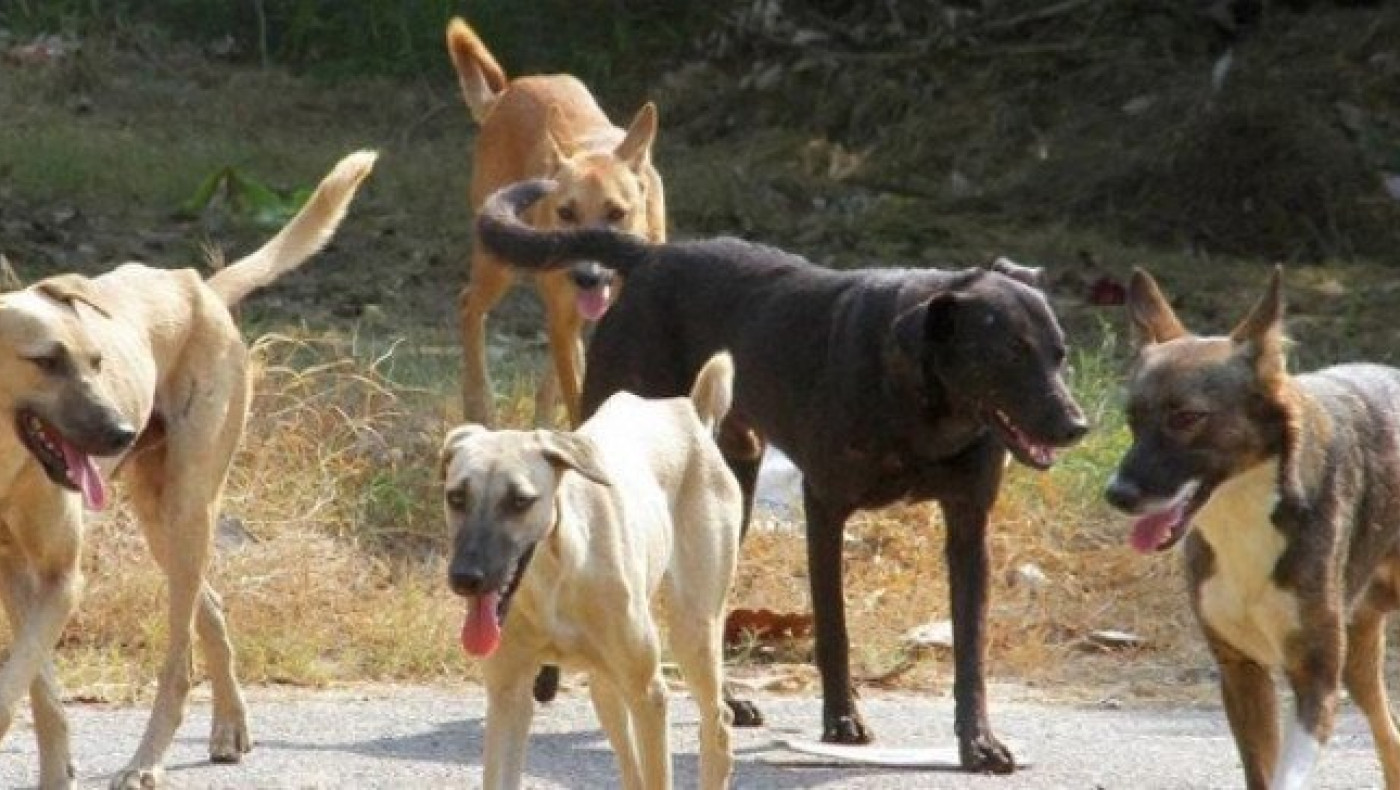 Θεσσαλονίκη: Σκυλιά κατασπάραξαν 50χρονη γυναίκα σε αυλή σπιτιού!