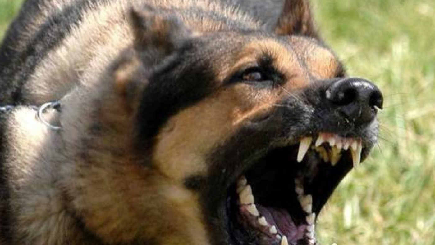 Επίθεση σκύλων σε νεαρό που περπατούσε στο Σέιχ Σου στη Θεσσαλονίκη