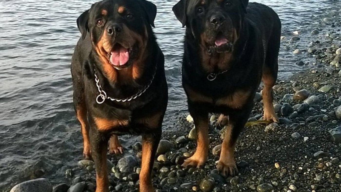 Σοκ στην Κοζάνη: Σκύλος επιτέθηκε σε κοριτσάκι