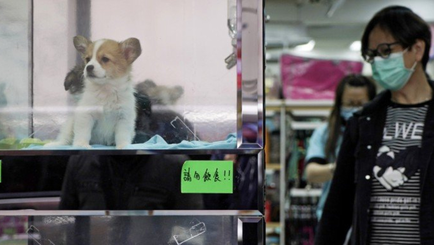 Κατοικίδιο στο Βέλγιο προσβλήθηκε από τον κορωνοϊό