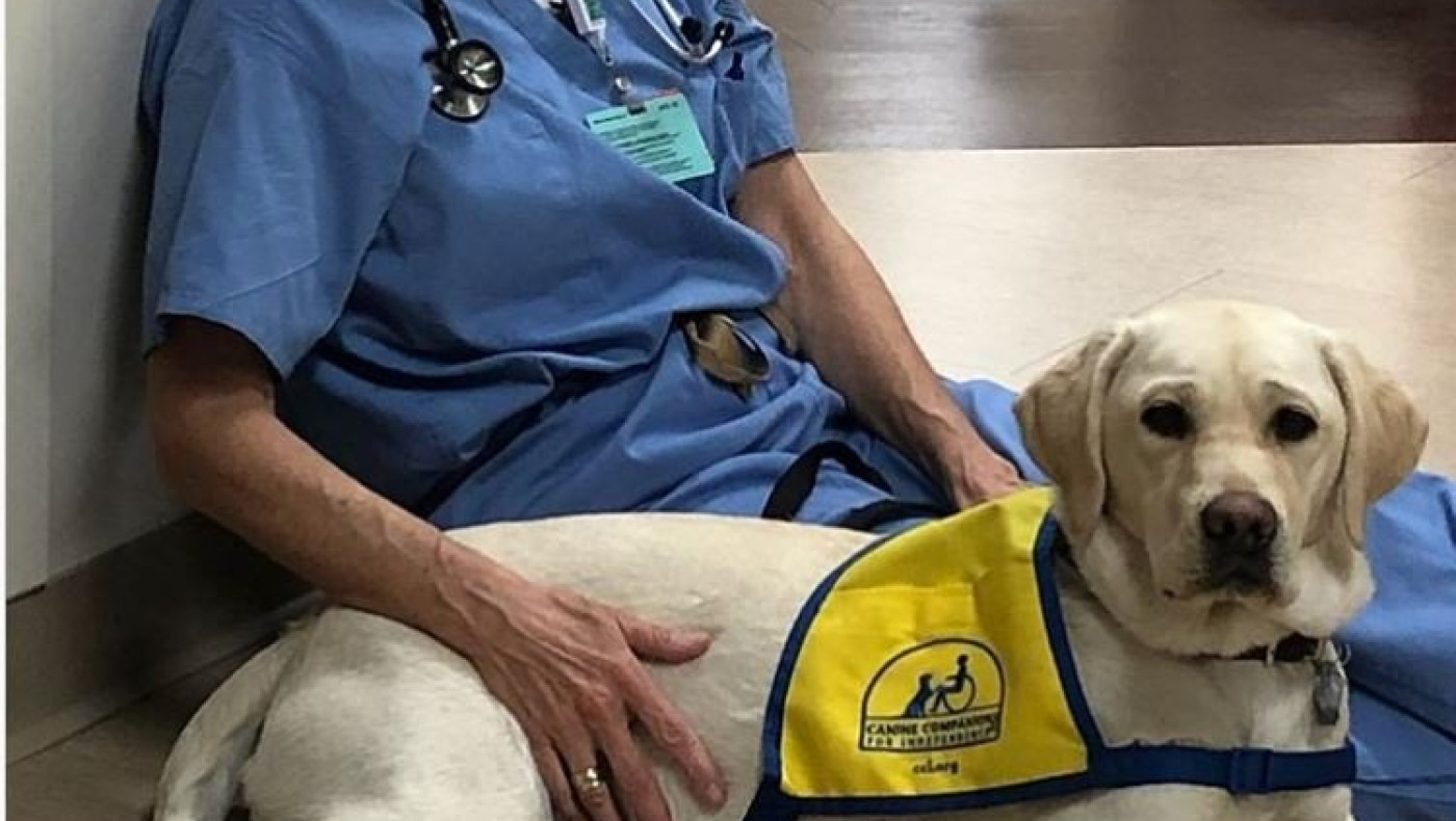 Ένα λαμπραντόρ... βοηθά γιατρούς στο Ντένβερ