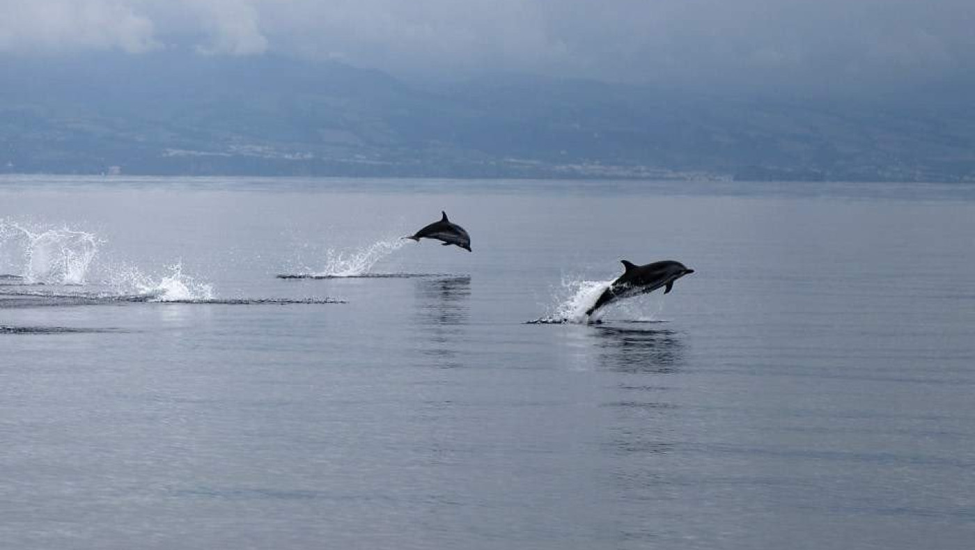 Δελφίνια αγνοούν την... καραντίνα και έρχονται στον Θερμαϊκό!