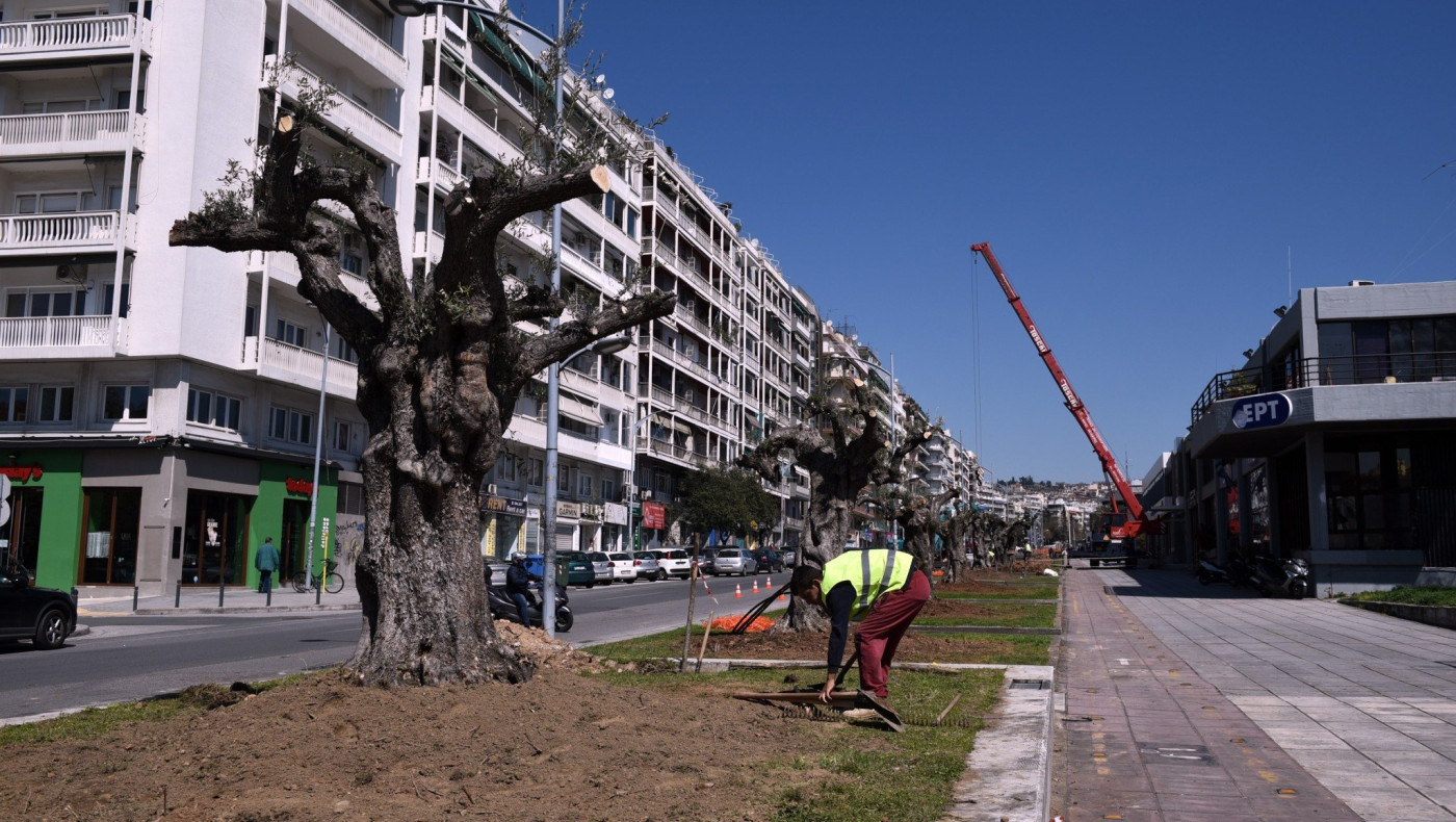 Δενδροφύτευση υπεραιωνόβιων ελιών στην Αγγελάκη