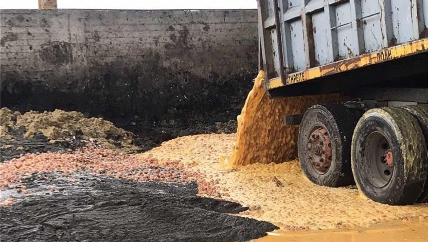 ΣΔΟΕ: Γιγάντια... «ομελέτα» με 324.000 αυγά