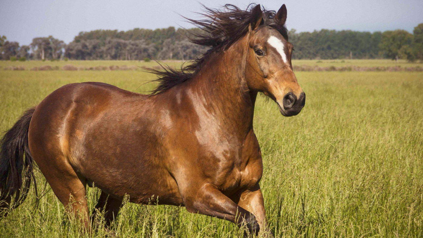 Σκότωσαν άλογο με δηλητήριο στο Δοξάτο Δράμας