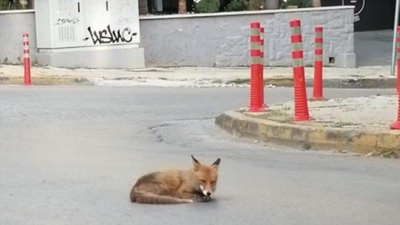 Αλεπού σε άδειο δρόμο έκανε... ηλιοθεραπεία!
