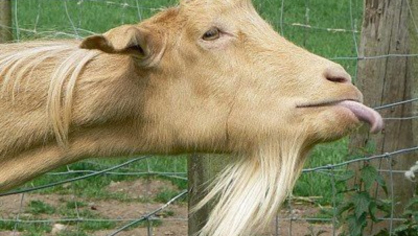 Πως αντιδράει μία κατσίκα όταν κοιτάει τον εαυτό της στον καθρέφτη; (video)