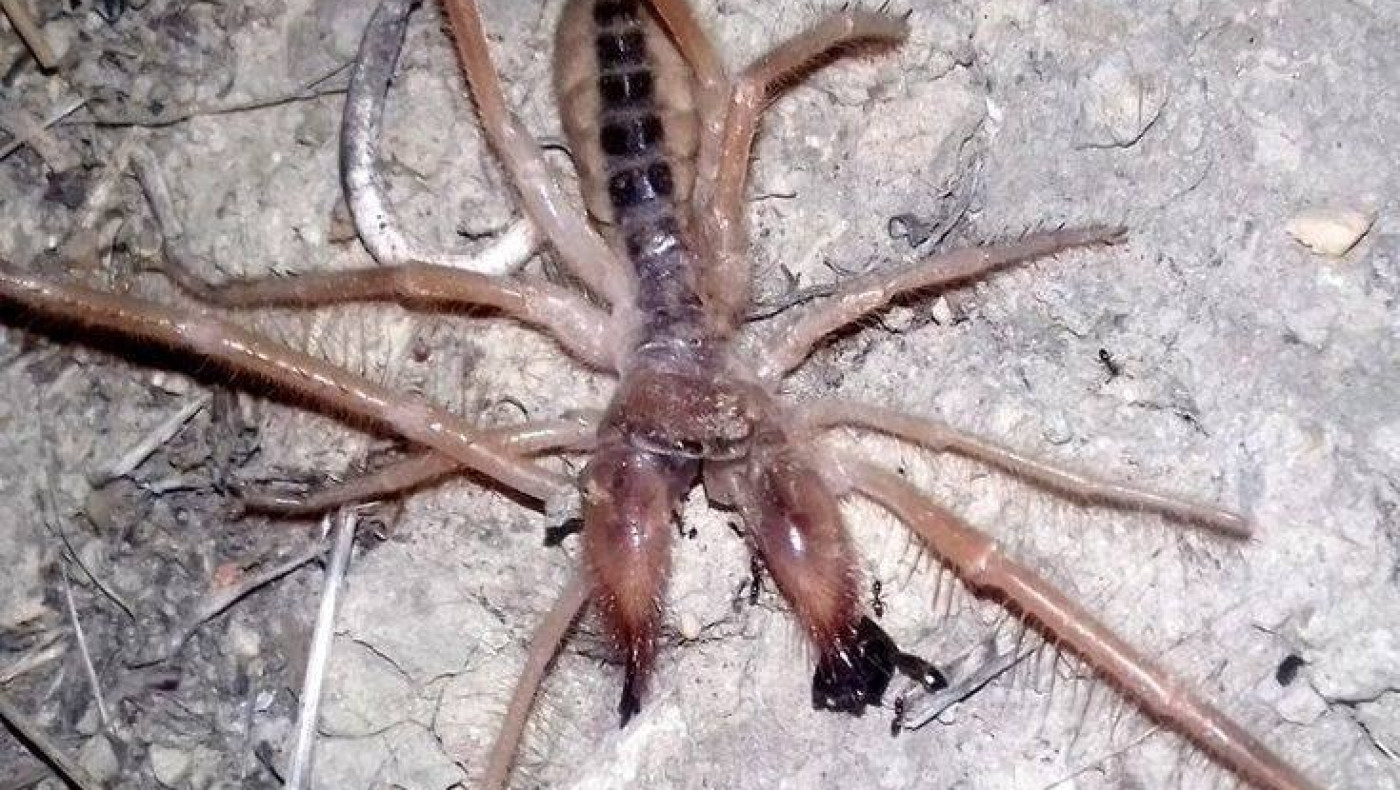 Η αράχνη «καμήλα» στα Τρίκαλα! (vid)