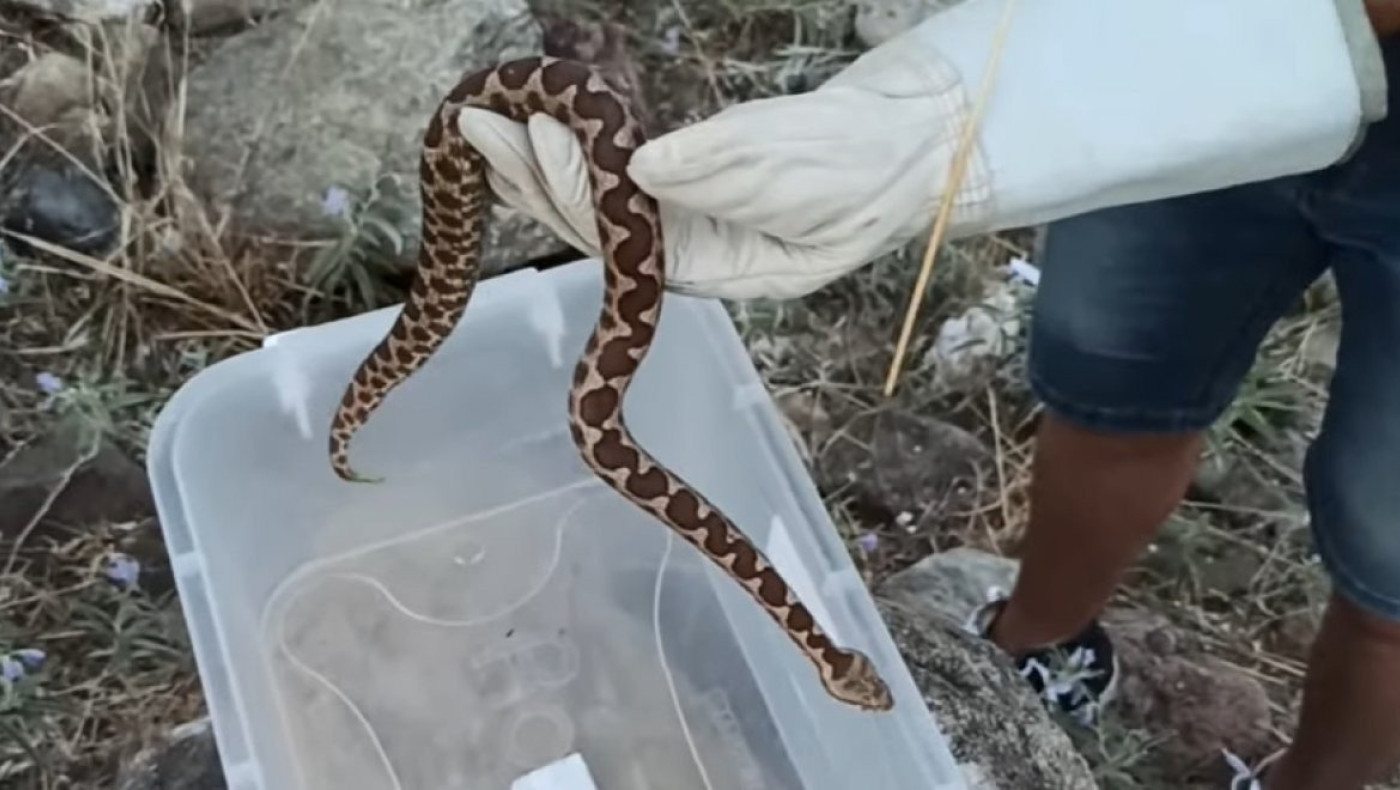 Τι γύρευε η οχιά στο κέντρο της Θεσσαλονίκης;