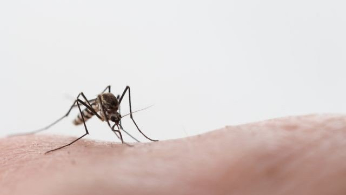 «Καμπανάκι» από τους ειδικούς για τον ιό του Δυτικού Νείλου