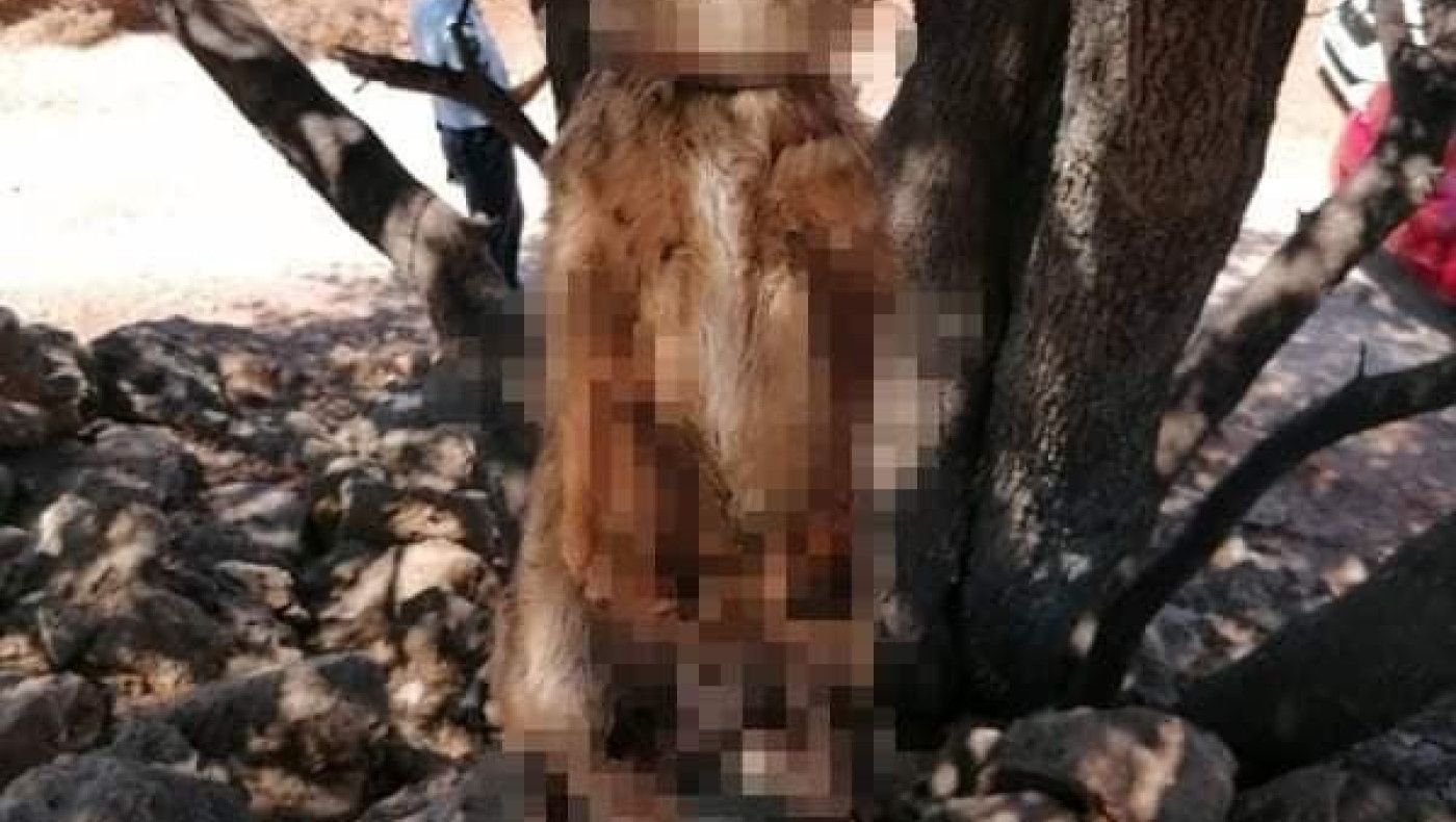 Απίστευτη κτηνωδία: Έγδαραν και κρέμασαν σκύλους σε δέντρα