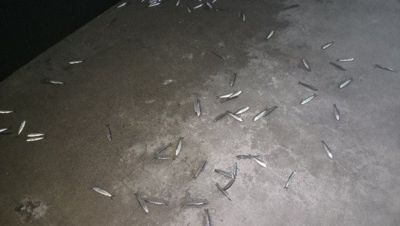 Με ψόφια ψάρια γέμισε η Νέα Παραλία Θεσσαλονίκης