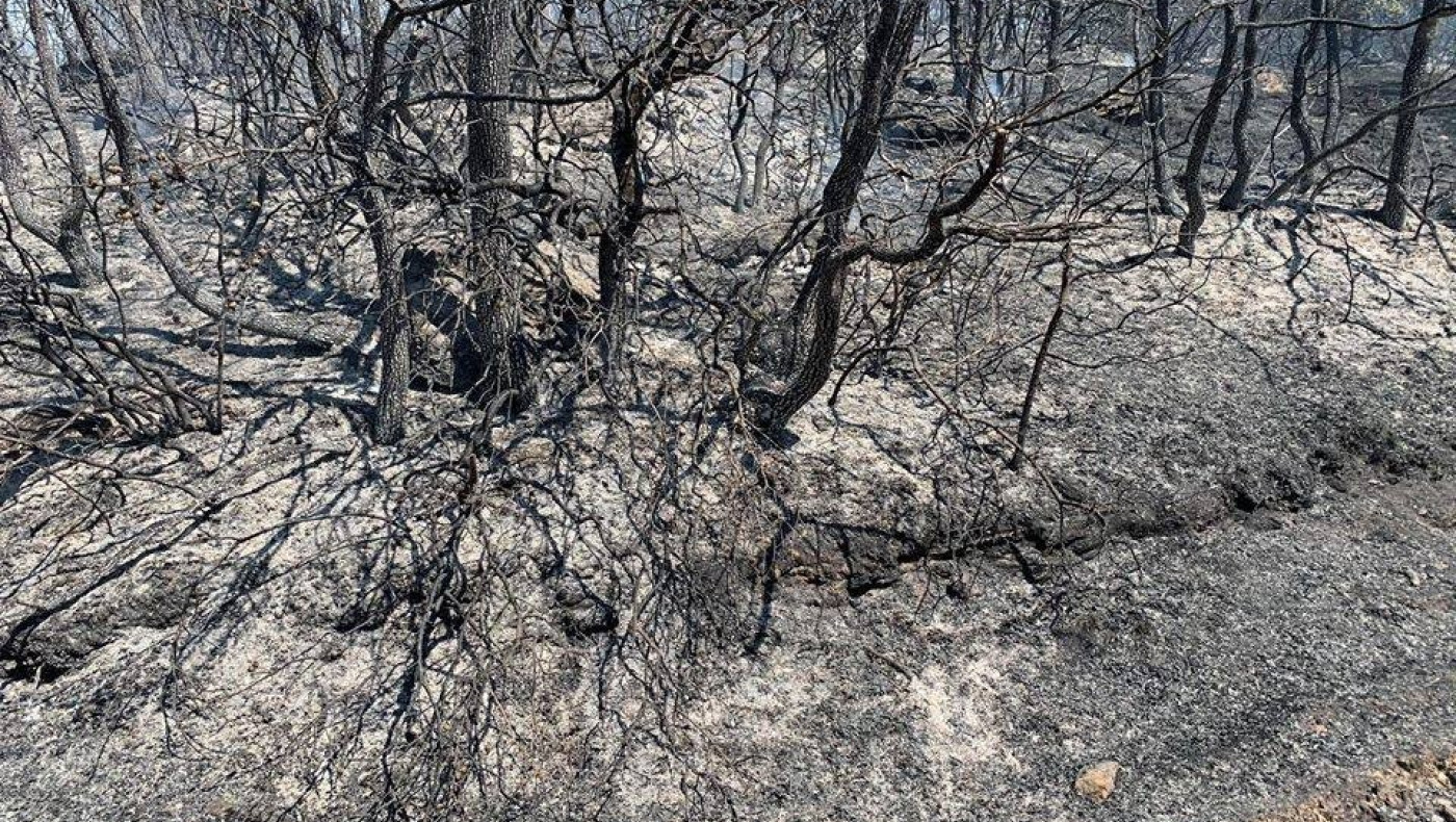 Πυρκαγιά σε δασική περιοχή στον Λαγκαδά