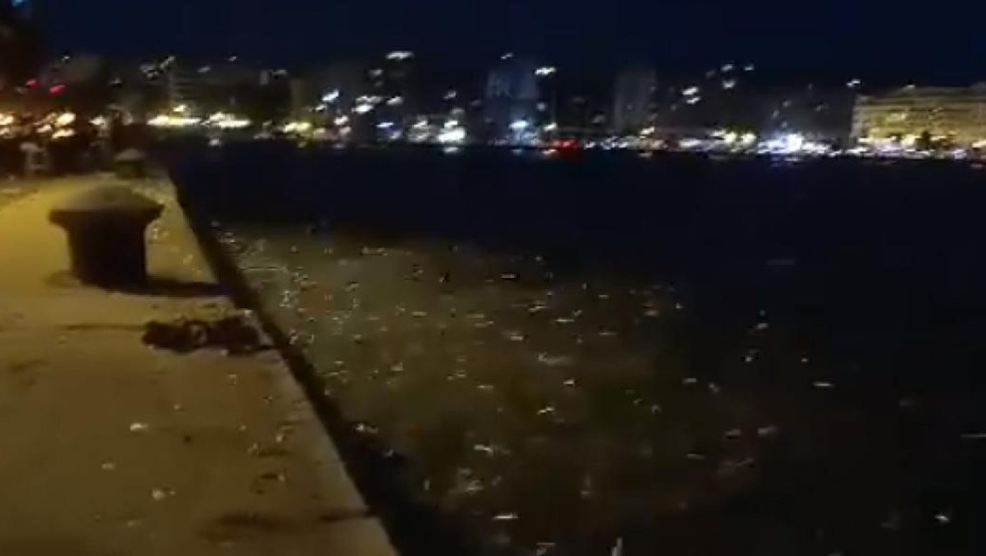 Θεσσαλονίκη: Γιατί τα ψάρια βγήκαν στη Νέα Παραλία