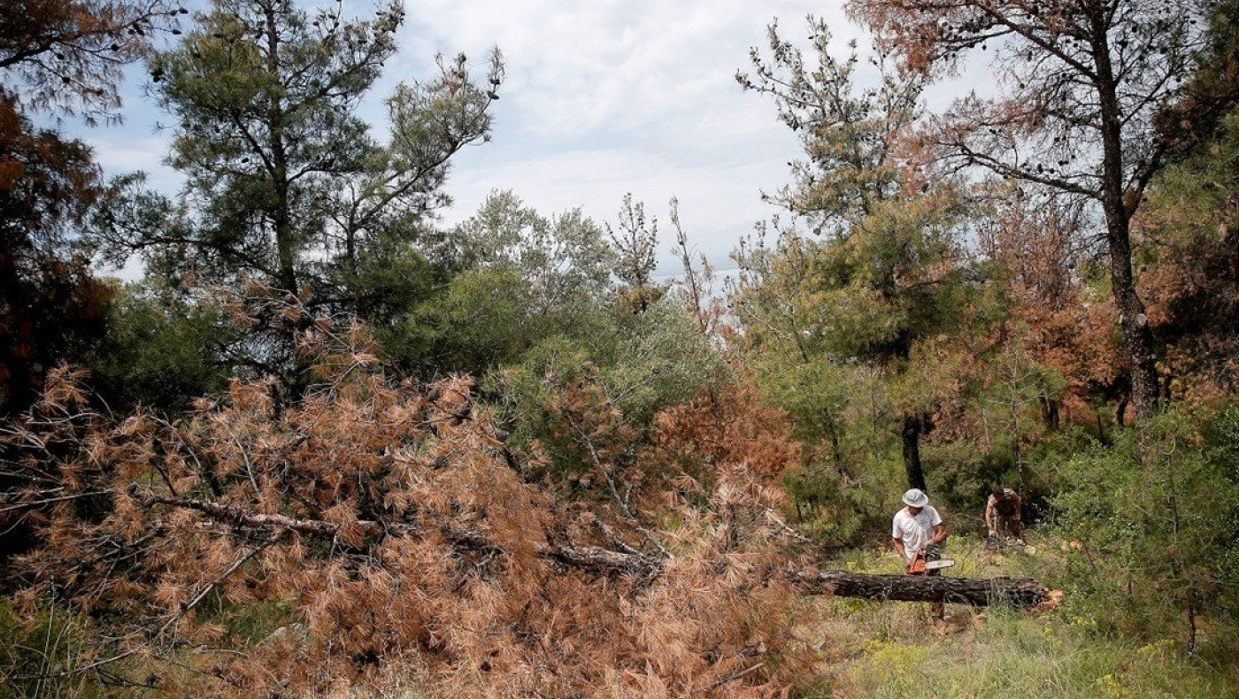 Θέρμη: Συνεχίζονται οι εργασίες υλοτομίας για την καταπολέμηση του φλοιοφάγου εντόμου