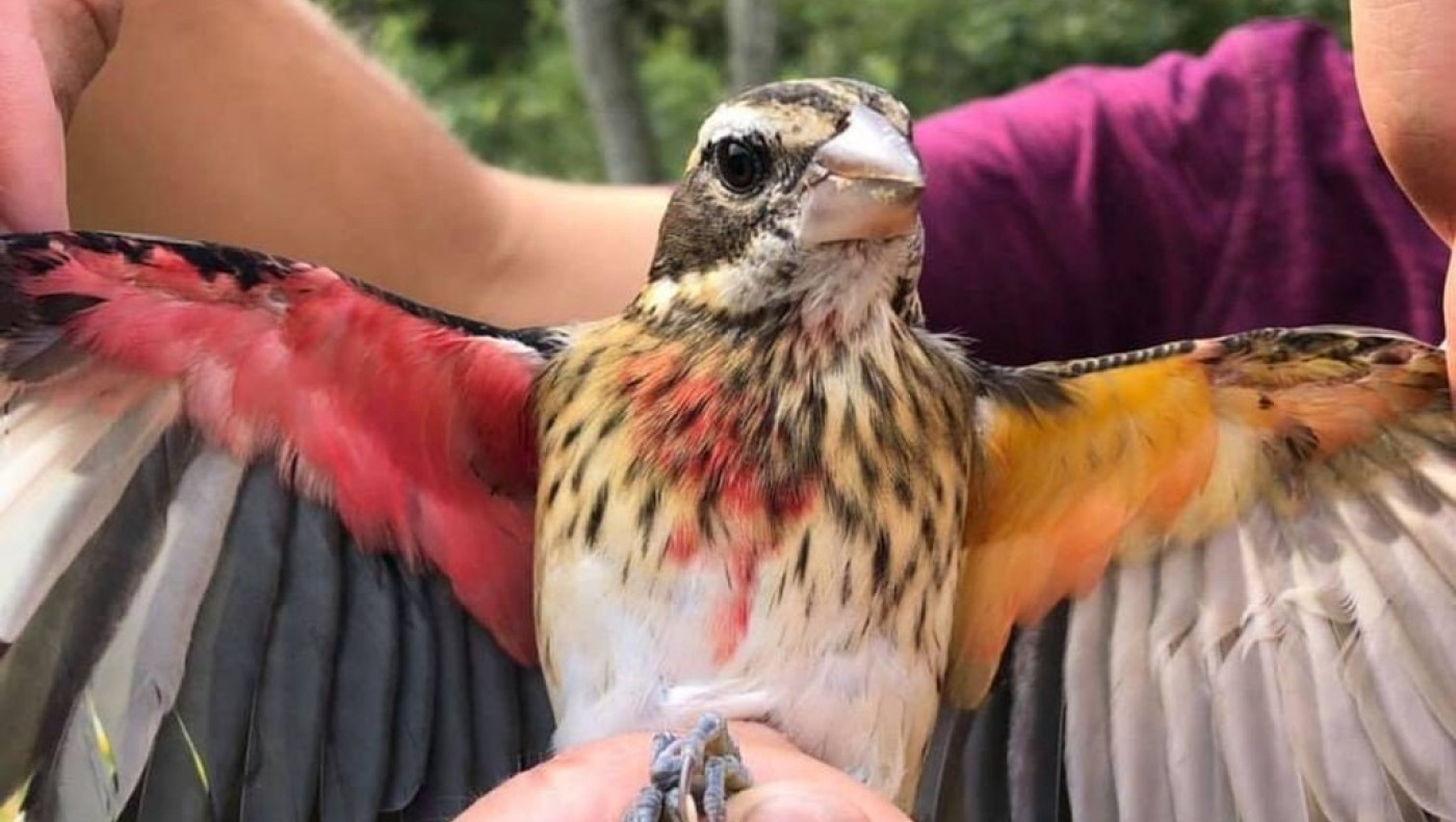 Βρέθηκε σπάνιο πτηνό, μισό θηλυκό και μισό αρσενικό