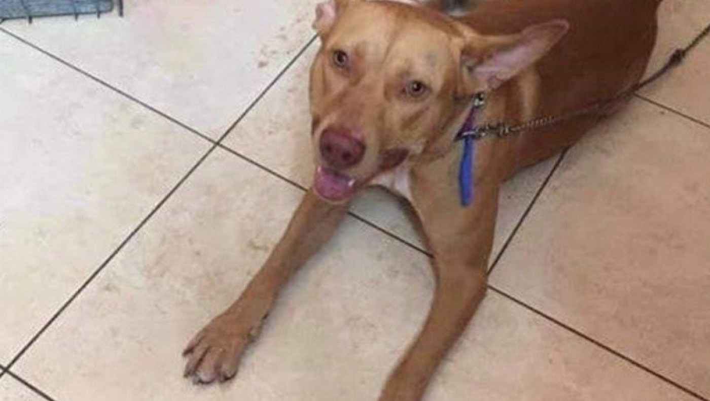 Παρουσιάστηκε ο άνδρας που βασάνισε το σκύλο στην Κρήτη: «Το έκανα για να ηρεμήσει»