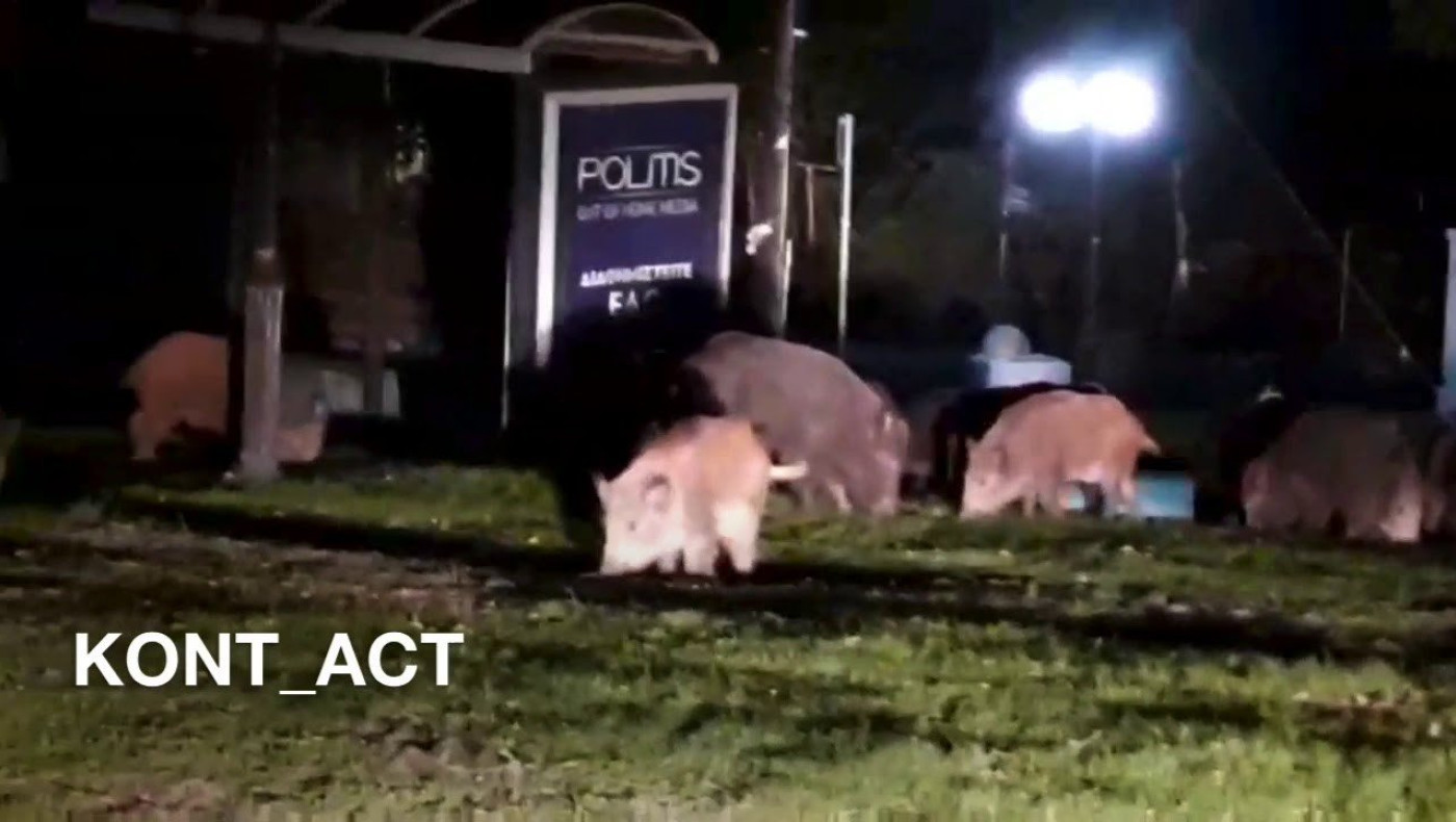 Δεκάδες αγριογούρουνα βολτάρουν μέσα στο Πανόραμα αψηφώντας το «lockdown»