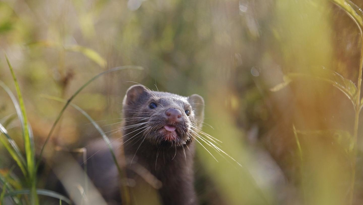 Μακεδονία: Συναγερμός για κρούσμα κορωνοϊού σε φάρμα Μινγκ!