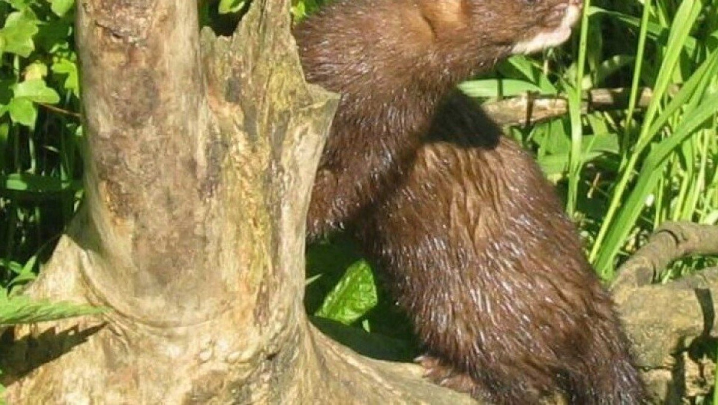 Κορωνοϊός: Θανάτωση όλων των μινγκ στην μονάδα εκτροφής στην Κοζάνη