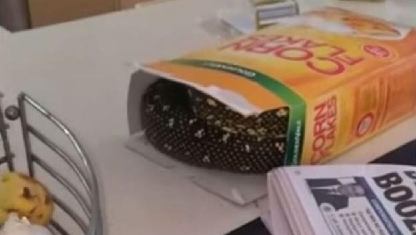 Δημητριακά με γεύση... πύθωνα! (video)