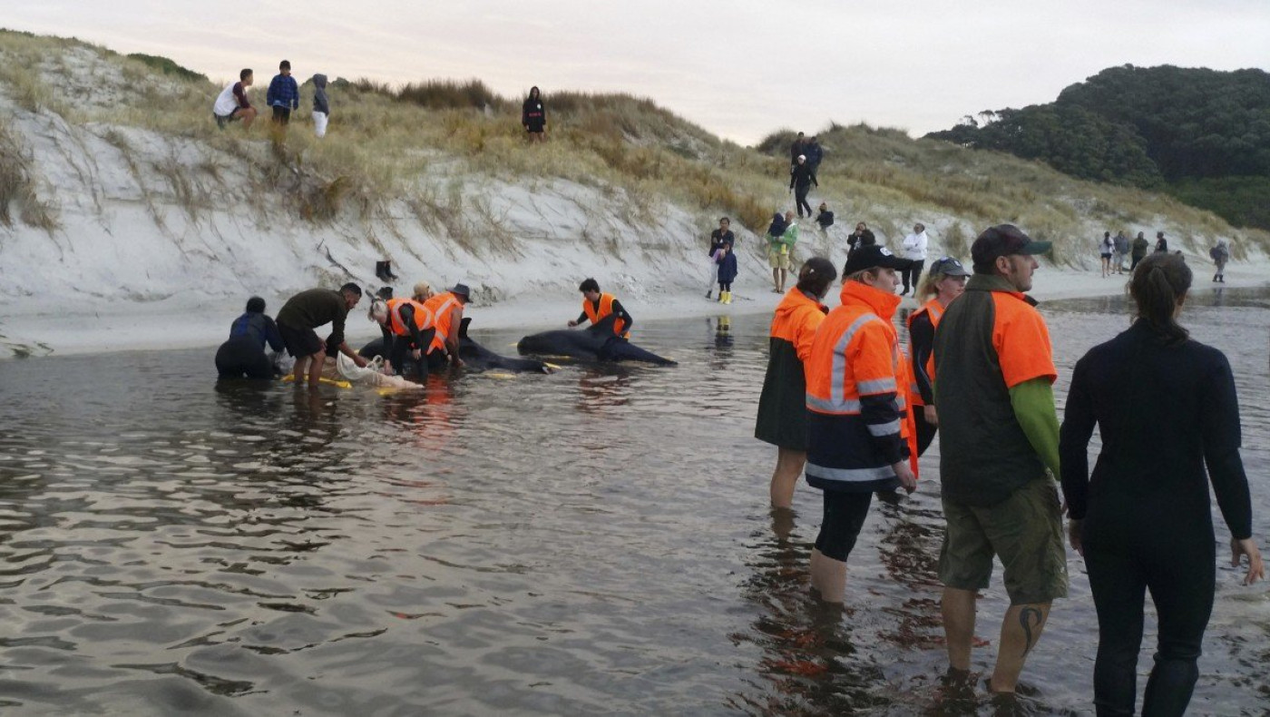 100 νεκρές φάλαινες σε ακτή της Νέας Ζηλανδίας