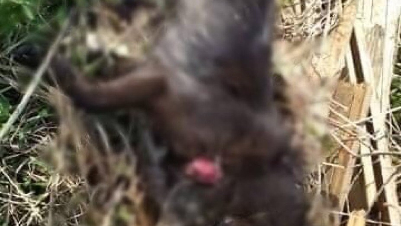 Άνδρας εκτέλεσε σκύλο στο Ηράκλειο Κρήτης