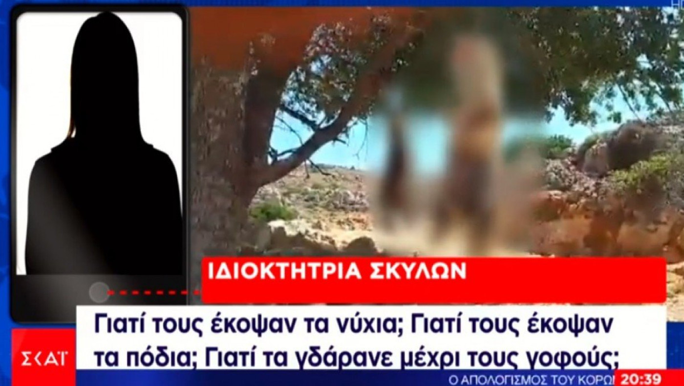 Συνελήφθη ο δράστης στην Κρήτη που έγδαρε και κρέμασε κουτάβια