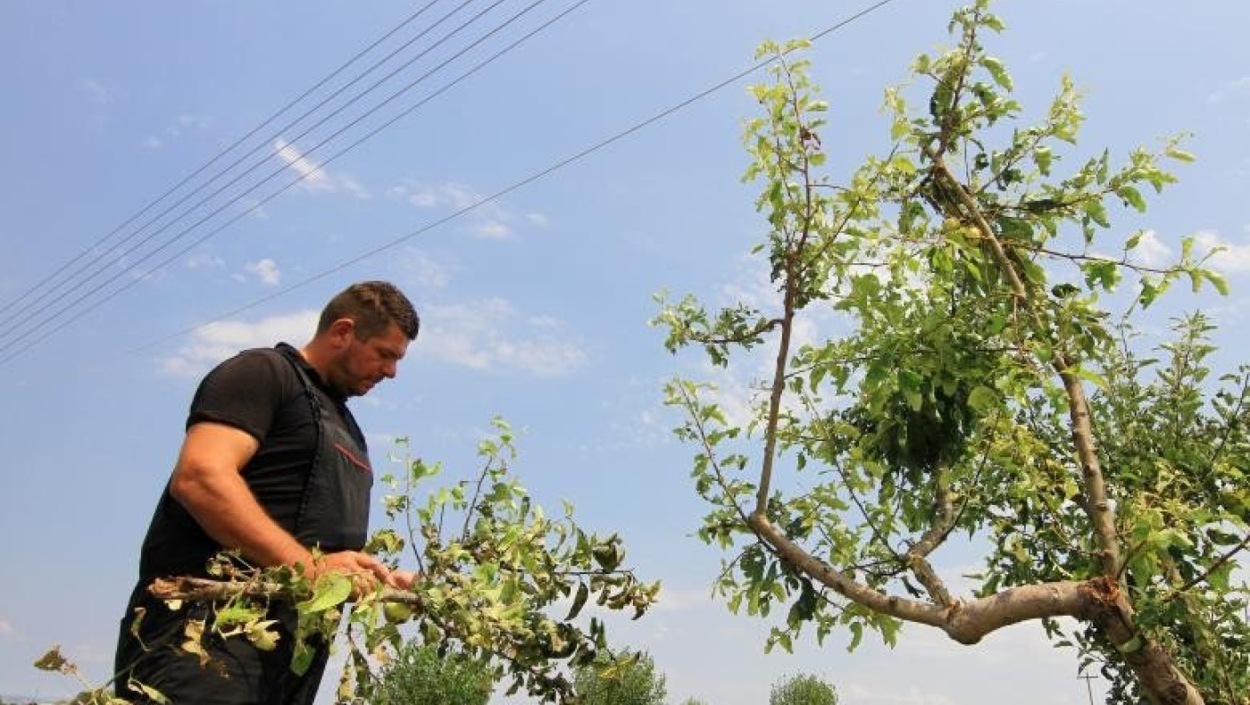 Αναδρομικά αγροτικών επιδοτήσεων: Επτά ερωτήσεις - απαντήσεις από την ΑΑΔΕ