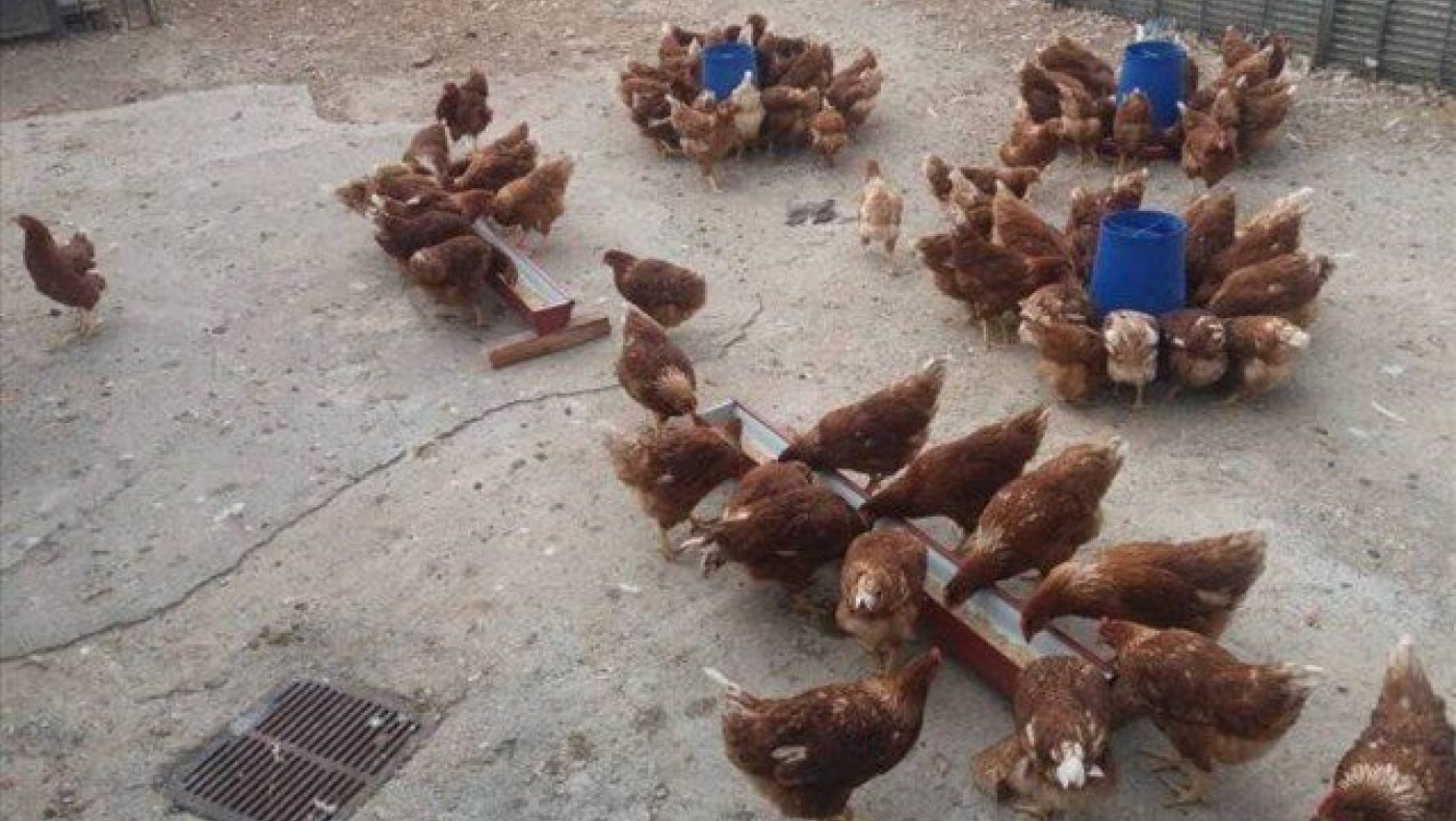 Η αλλαγή επαγγέλματος, μια διδακτορική διατριβή και τα αυγά με... φασκόμηλο