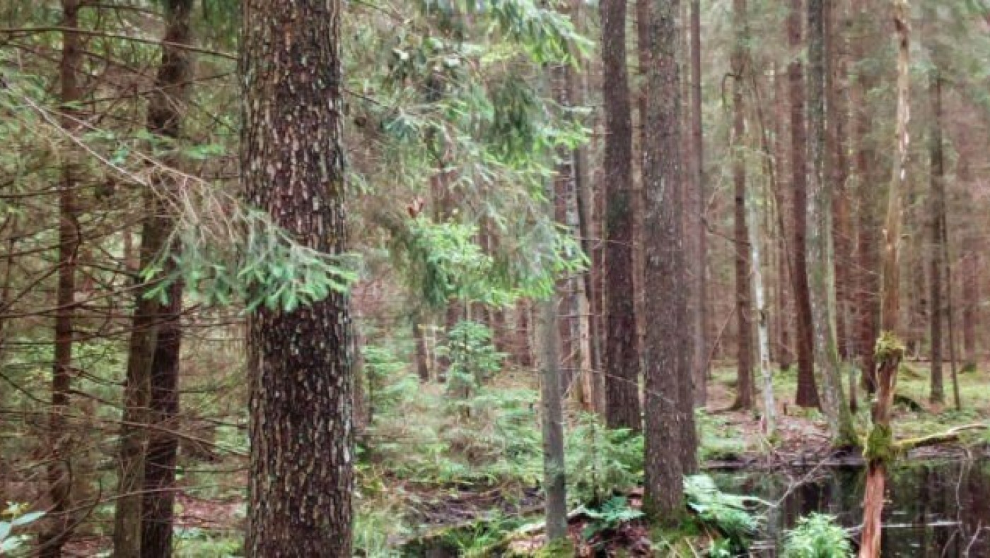 Επιστήμονες του ΑΠΘ... διαβάζουν το dna των ελληνικών δασών