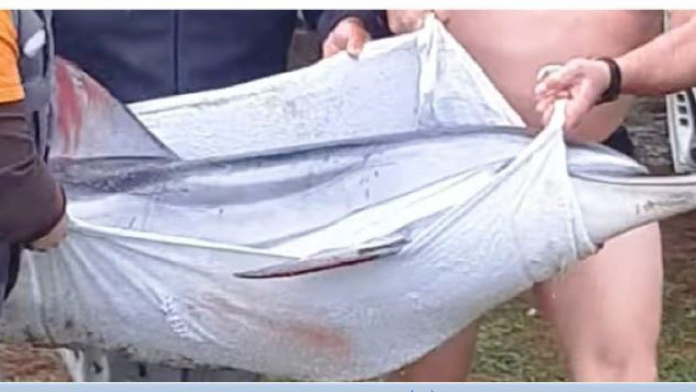 Καβάλα: Συγκινητική επιχείρηση διάσωσης δελφινιού σε παραλία του δήμου Παγγαίου