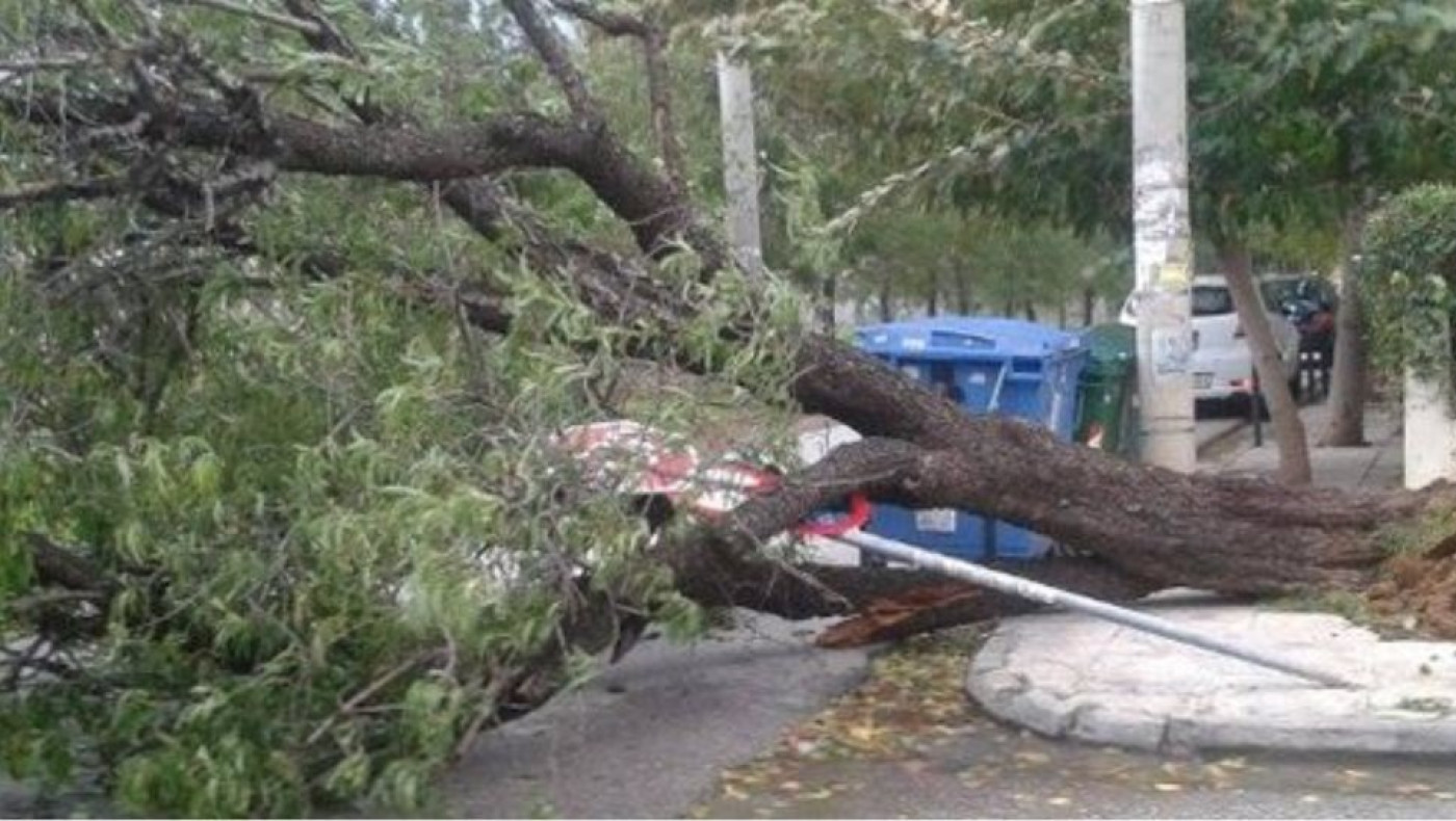 Θεσσαλονίκη: Πτώσεις δέντρων από τους δυνατούς ανέμους