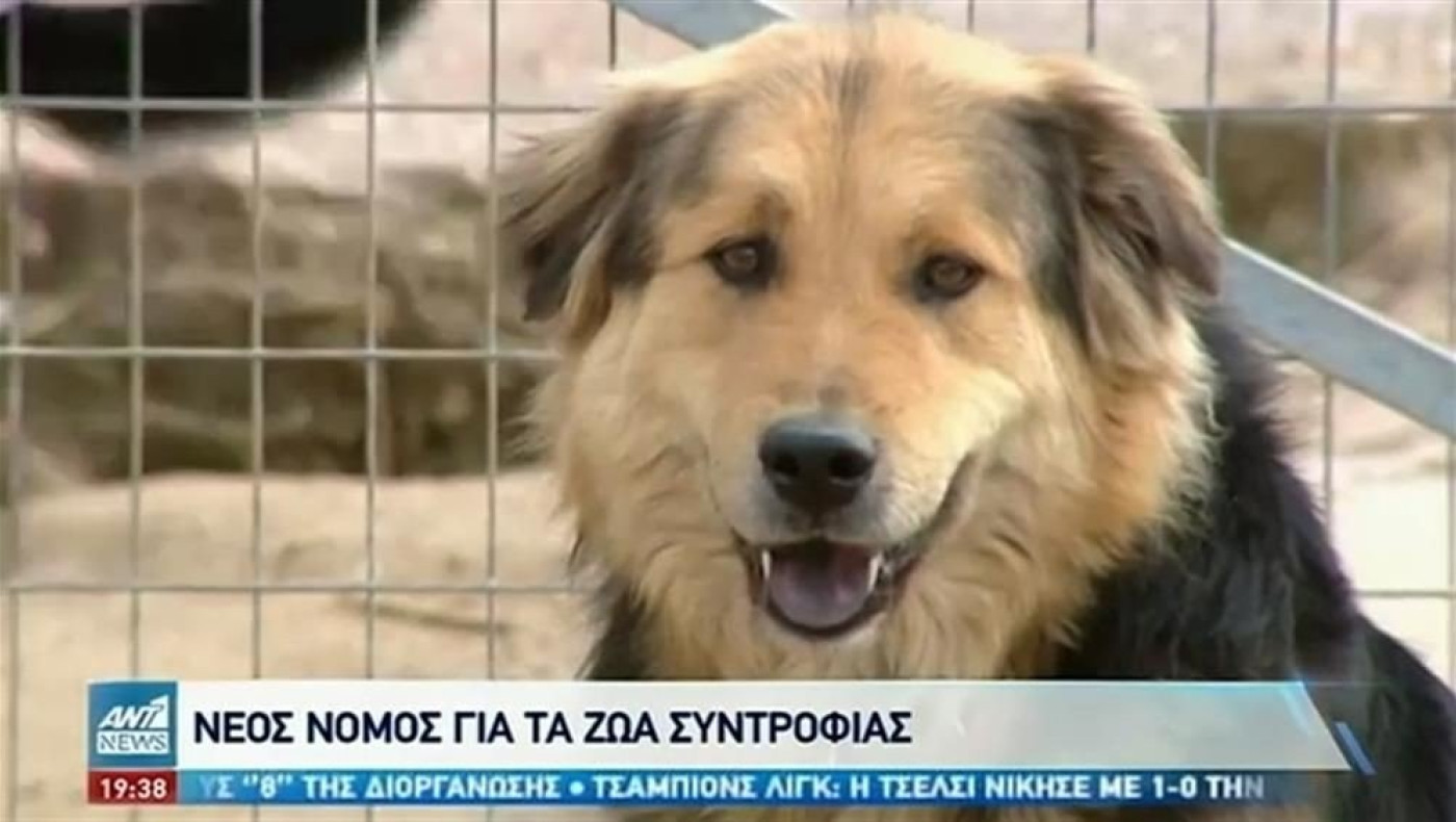 Νέο νομοσχέδιο για ζώα συντροφιάς και αδέσποτα: Τι προβλέπεται