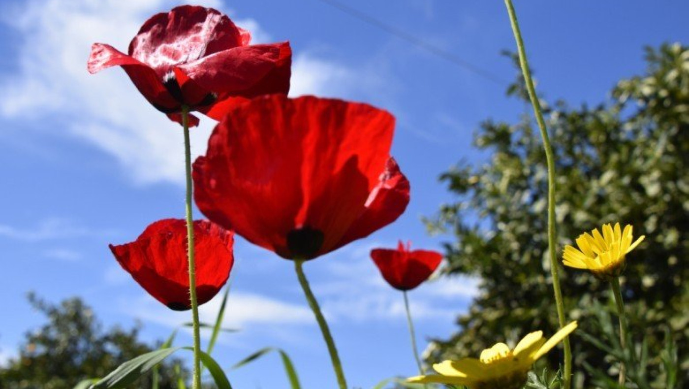 Θεσσαλονίκη: Τσικνοπέμπτη με ηλιοφάνεια και 17 βαθμούς θερμοκρασία