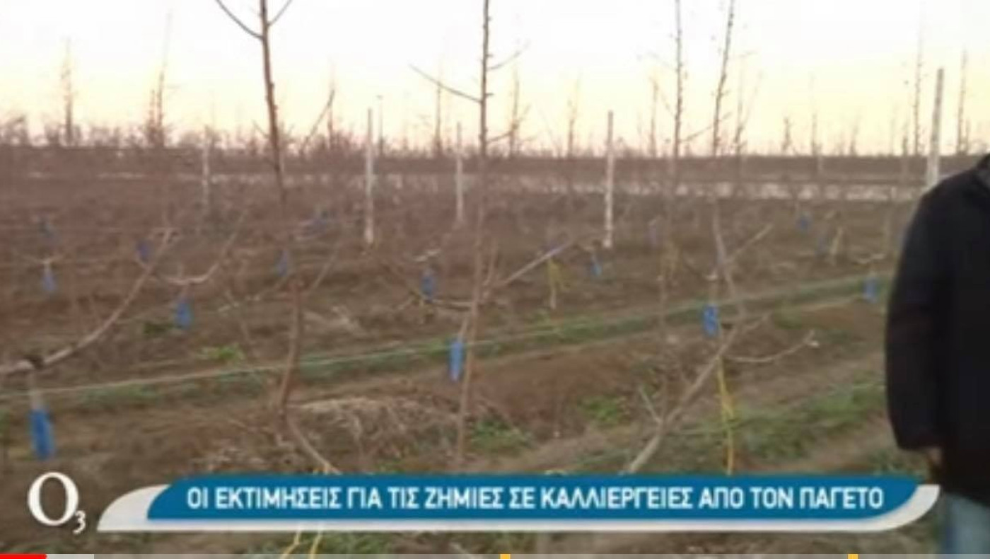Ο παγετός «χτύπησε» τους οπωρώνες σε Ημαθία-Πέλλα και ανθισμένες ποικιλίες στη Νάουσα
